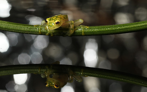 Reticulated glass frog