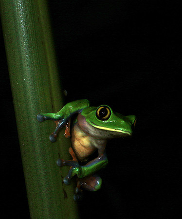 Yellow-eyed tree frog