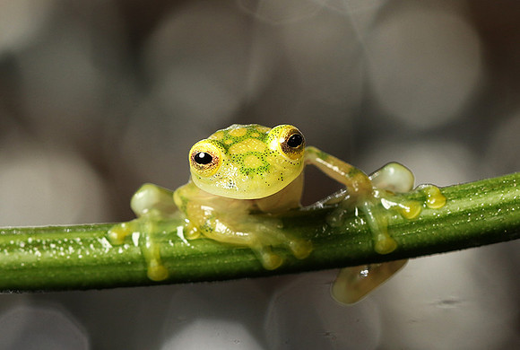 Reticulated glass frog