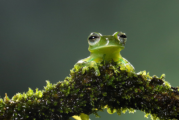 Emerald glass frog