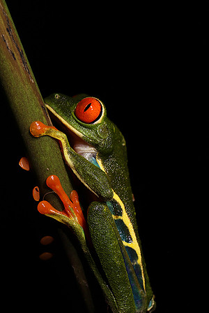 Red-eyed tree frog