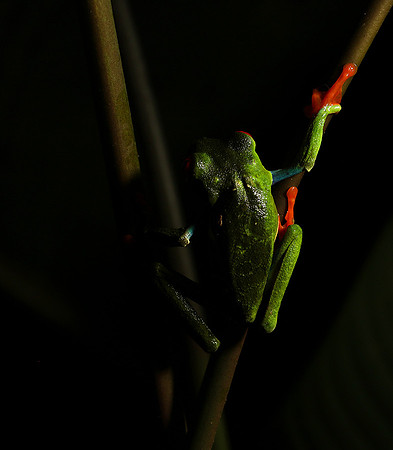 Red-eyed tree frog
