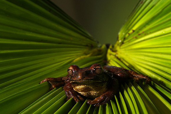 Toad