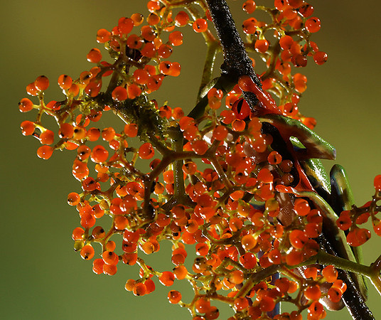 Red-eyed tree frog
