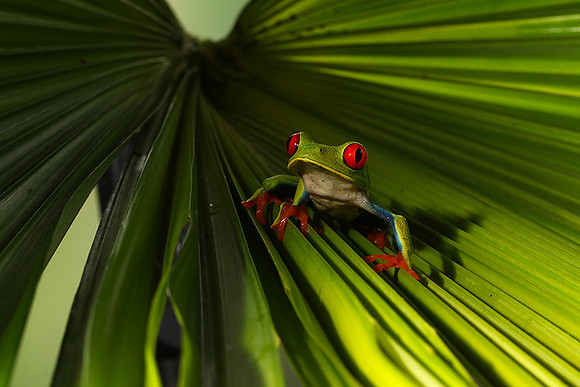 Red-eyed tree frog