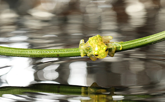 Reticulated glass frog