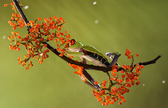 Red-eyed tree frog