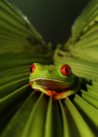 Red-eyed tree frog