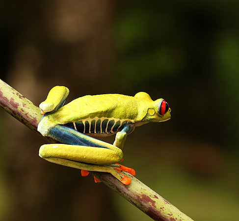 Red-eyed tree frog