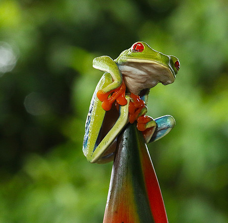 Red-eyed tree frog