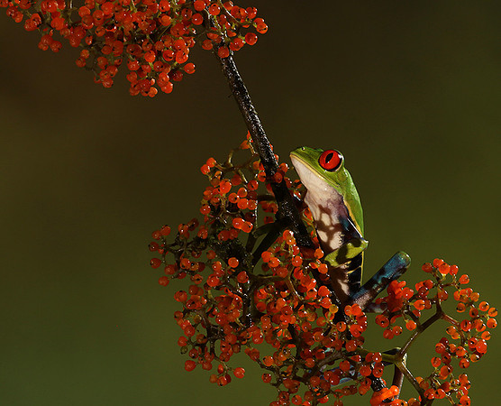 Red-eyed tree frog