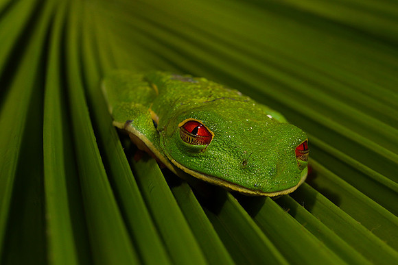 Red-eyed tree frog