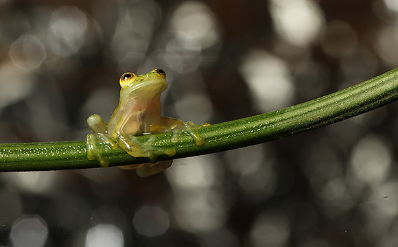 Reticulated glass frog