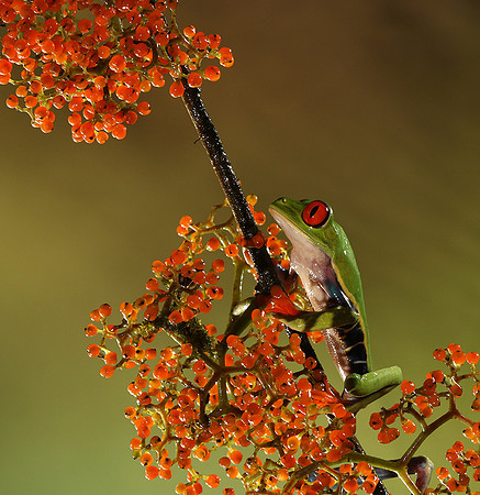 Red-eyed tree frog