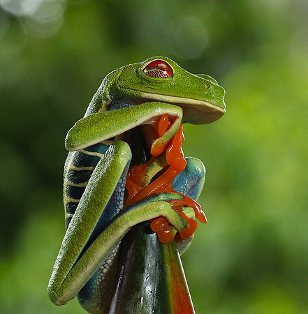 Red-eyed tree frog