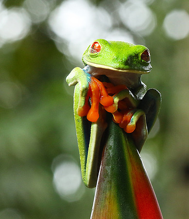 Red-eyed tree frog