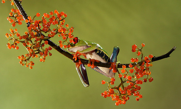 Red-eyed tree frog