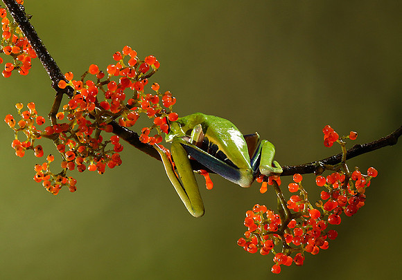Red-eyed tree frog
