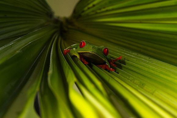 Red-eyed tree frog