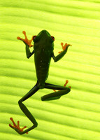 Red-eyed tree frog