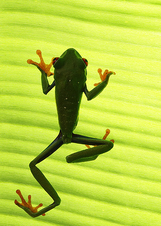 Red-eyed tree frog
