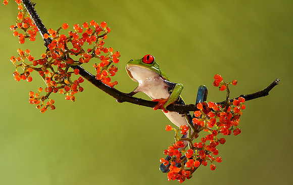 Red-eyed tree frog