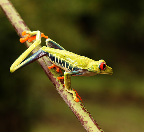 Red-eyed tree frog