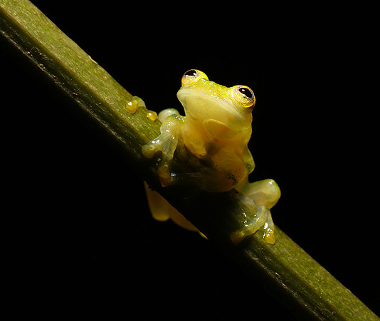 Emerald glass frog