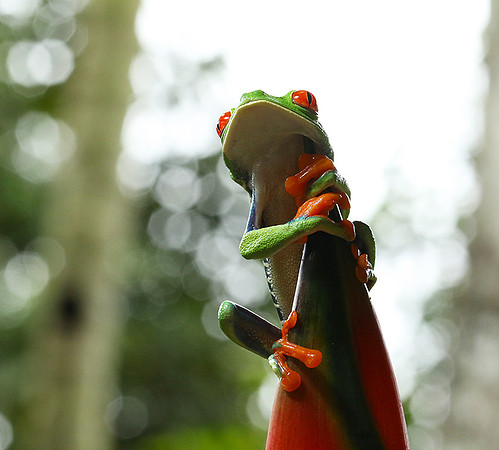 Red-eyed tree frog