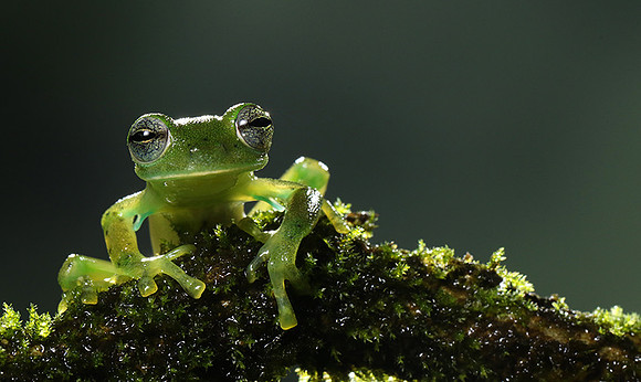 Emerald glass frog