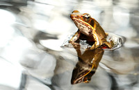 Brilliant forest frog
