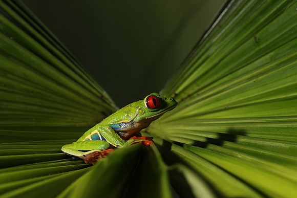 Red-eyed tree frog