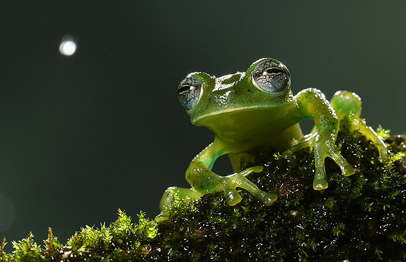 Emerald glass frog