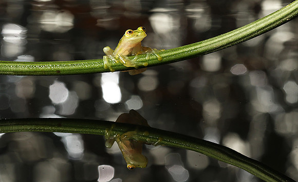Reticulated glass frog