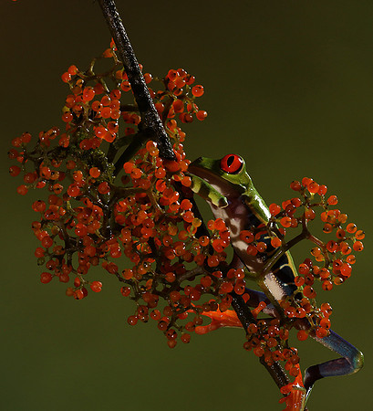 Red-eyed tree frog