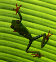 Red-eyed tree frog