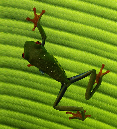 Red-eyed tree frog