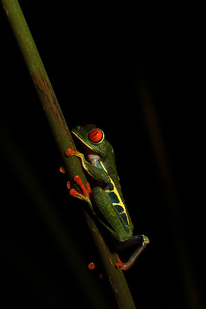 Red-eyed tree frog