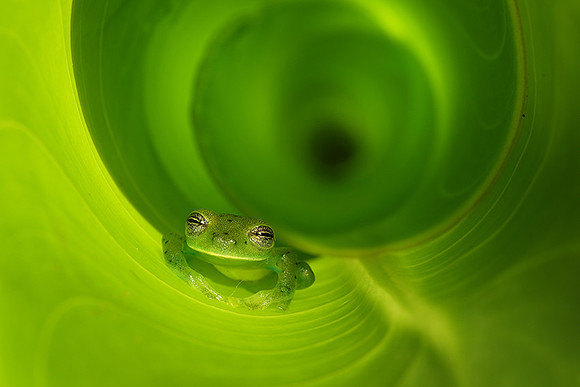 Emerald glass frog