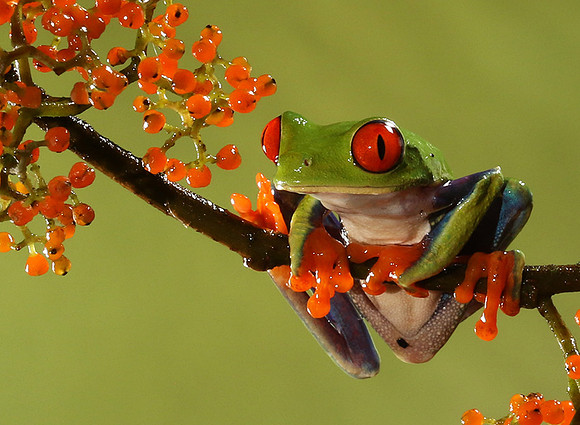 Red-eyed tree frog