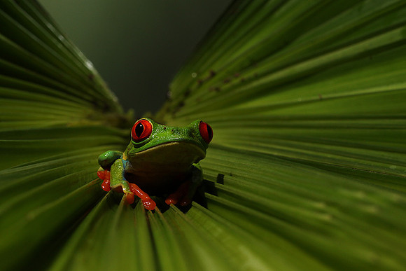 Red-eyed tree frog