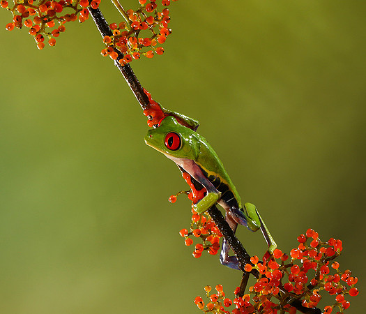 Red-eyed tree frog