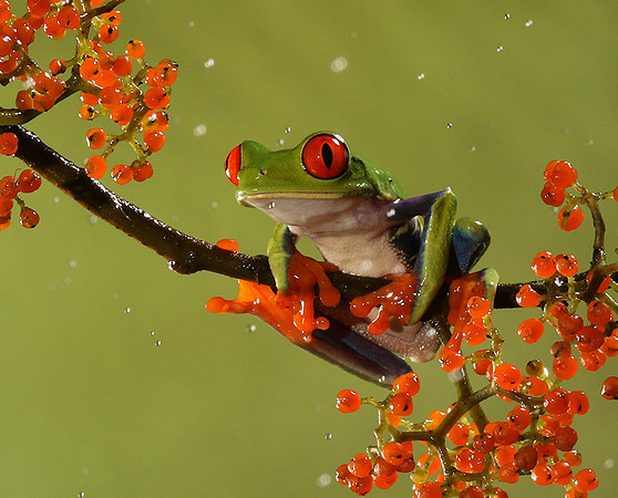 Red-eyed tree frog