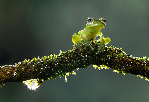 Emerald glass frog