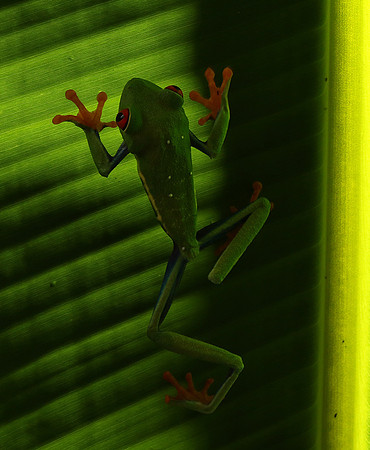Red-eyed tree frog