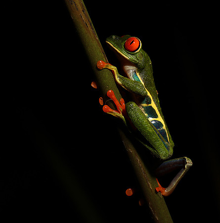 Red-eyed tree frog