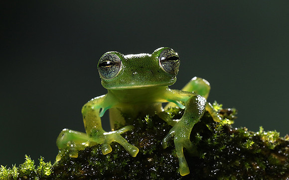 Emerald glass frog