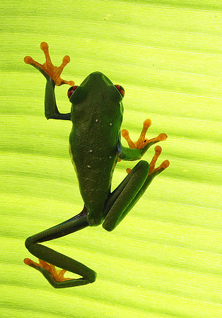 Red-eyed tree frog