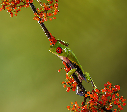 Red-eyed tree frog