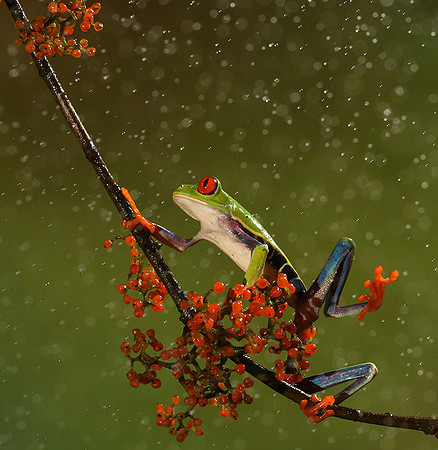 Red-eyed tree frog
